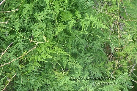 مارچوبه نرمه / گل گردی بالارونده